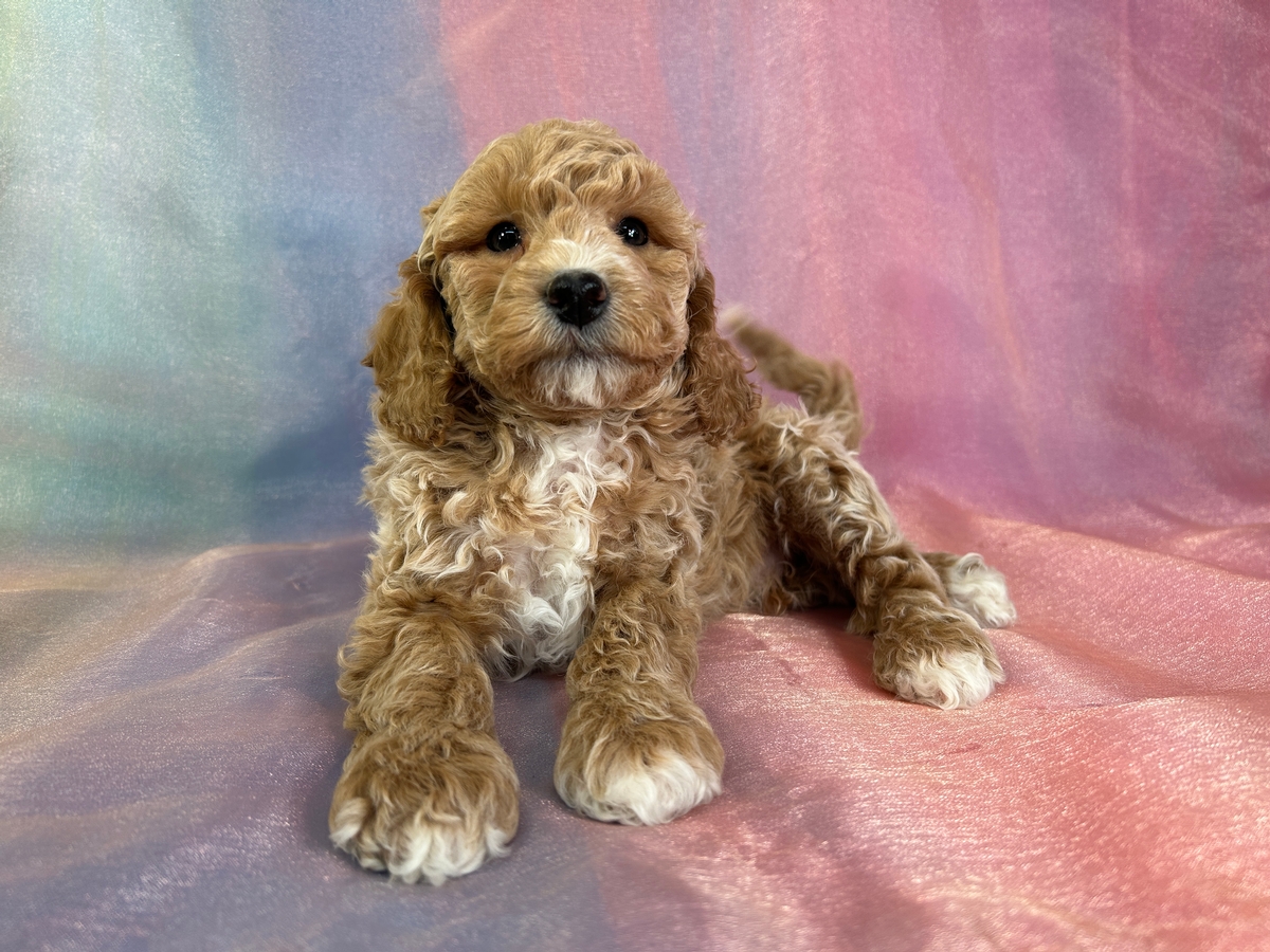 Male Bichon Poodle Puppy for Sale DOB 1-4-2026 $950